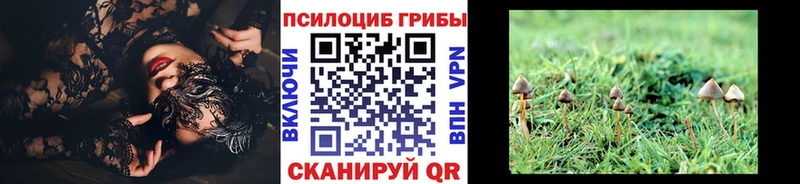 где найти   блэк спрут зеркало  Псилоцибиновые грибы Cubensis  Свирск 